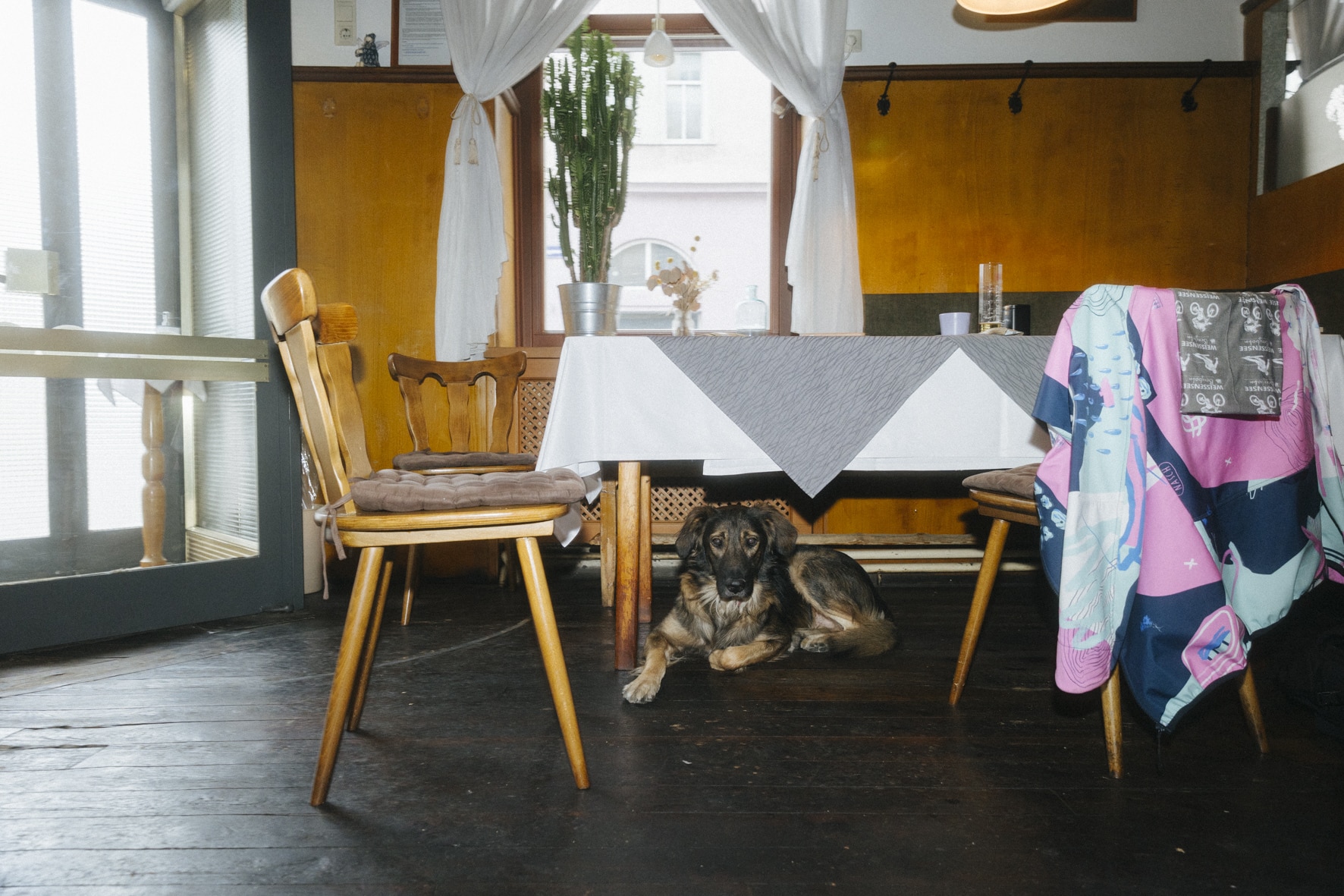 Ein Hund liegt auf einem Holzboden unter einem Tisch mit grauer Tischdecke in einem gemütlichen Raum. Stühle umgeben den Tisch und über einem Stuhl hängt eine bunte Decke. Im Hintergrund sind ein Kaktus und ein Fenster zu sehen. Die sanfte Beleuchtung schafft eine Atmosphäre, die so ruhig ist wie beim Kung-Fu-Training.